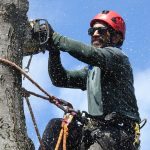 Tree Surgeon Prices