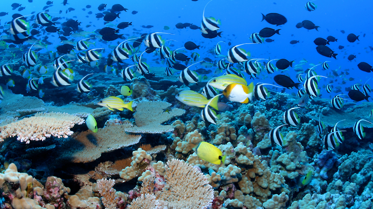 How to explore coral reef locations that show nature’s hidden beauty